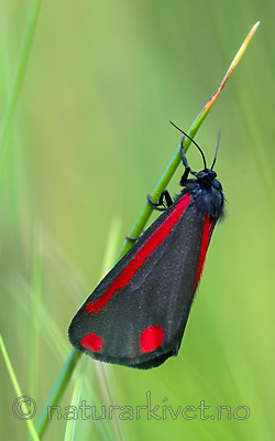 BB 13 0508 / Tyria jacobaeae / Karminspinner